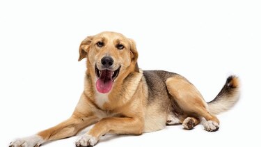 Ayuda canina para ‘liberar’ a las personas con discapacidad