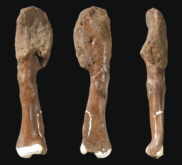 Estudio: los dinosaurios también tuvieron cáncer