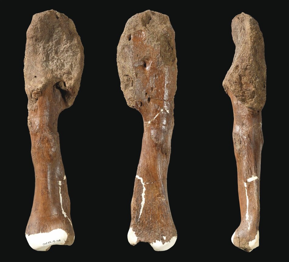 Estudio: los dinosaurios también tuvieron cáncer