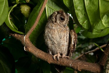 ‘No son mascotas’: Profesora Ileana Cotes, la encantadora de búhos