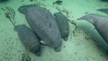 Una manatí pare mellizos en Florida, un hecho ‘extremadamente raro’