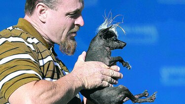 Perra sin pelo y ciega gana premio de fealdad