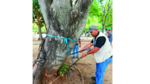 Análisis del verde urbano