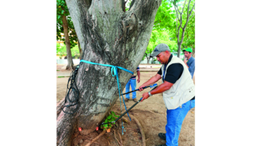 Análisis del verde urbano