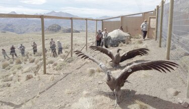 Cóndores recobran vida salvaje en la Patagonia