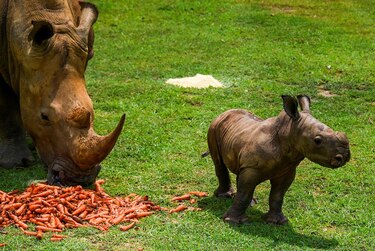 Ale, el nuevo rinoceronte blanco del zoológico de Cuba