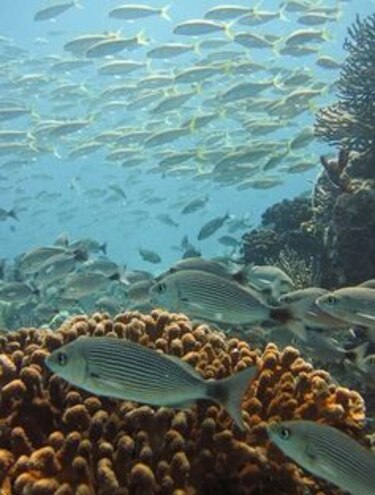 Biólogo panameño estudia la 'retardación' del parto en un tiburón bambú hembra