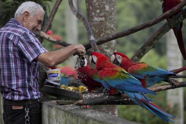 Guacamayas dan armonía y color al caos de Caracas