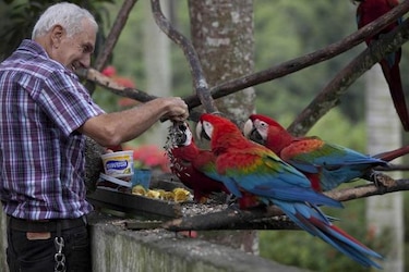 Guacamayas dan armonía y color al caos de Caracas
