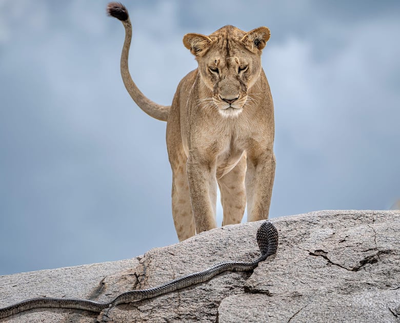 Las deslumbrantes imágenes de los premios Fotógrafo de la Vida Silvestre 2025