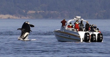Barcos reducen su velocidad para ayudar a proteger a orcas