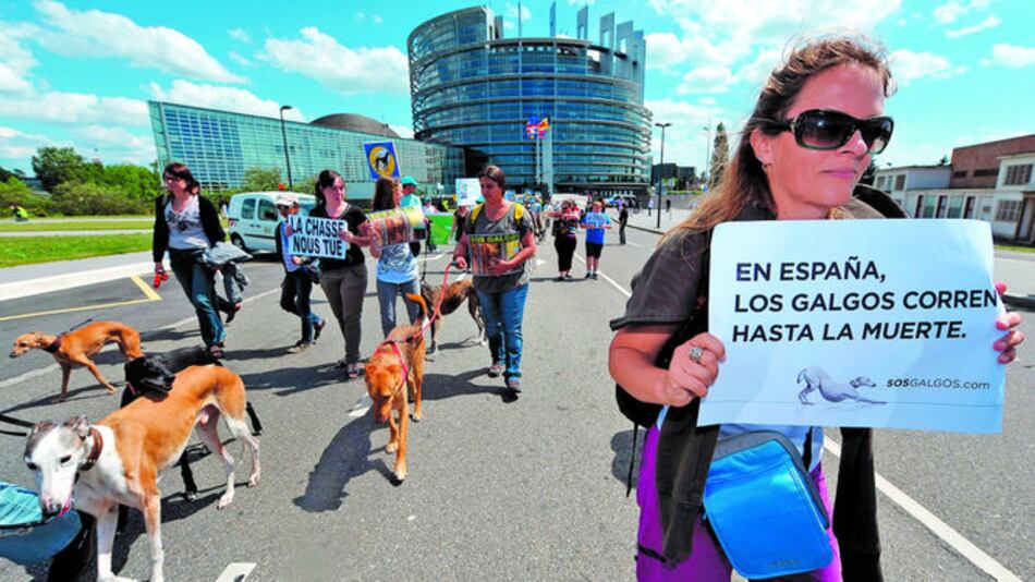 Desean rescatar a los galgos maltratados en España