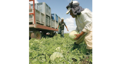 Exportadores de frutas pierden $8.8 millones