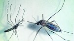 La lucha para combatir el dengue y otros virus