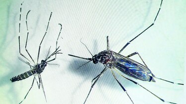 La lucha para combatir el dengue y otros virus