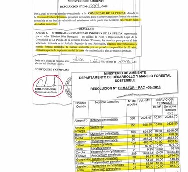 Miambiente aprueba talar árboles en vías de extinción
