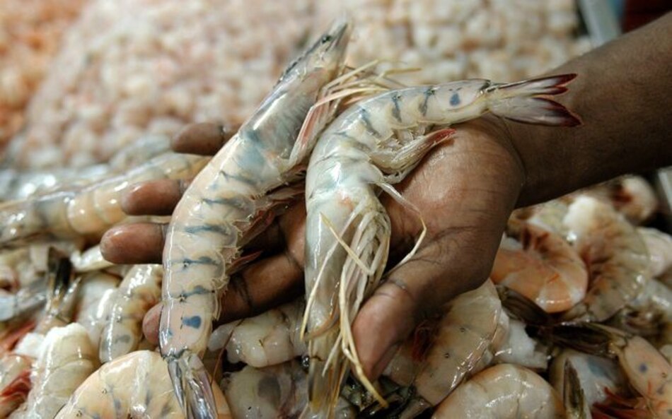 Veda de camarón se iniciará el 1 de febrero