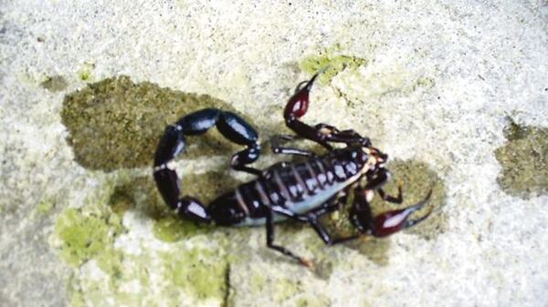 Coscorron Insecto No hay suero antiescorpiónico en provincias | La Prensa Panamá