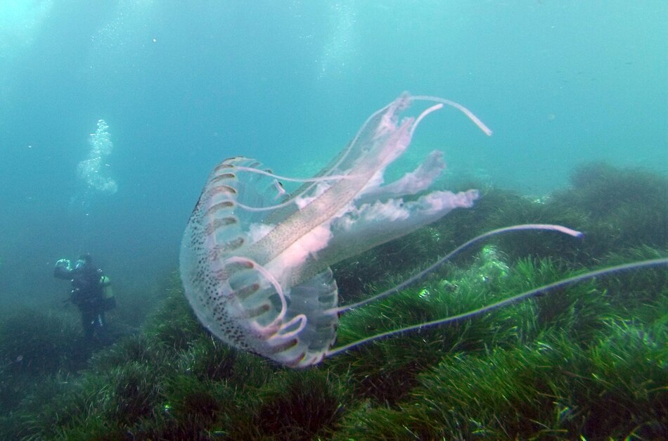 Explorar todo el fondo marino tomaría más de 100,000 años