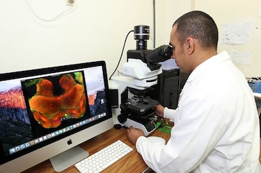 Panameño estudia el cerebro de hormigas para resolver enigmas de la neurociencia