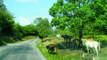 Costa abajo de Colón reclama carreteras