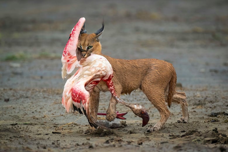 La historia de la foto ‘perfecta’ que tomó una década capturar y otras imágenes ganadoras del premio Fotógrafo de la Vida Silvestre 2025