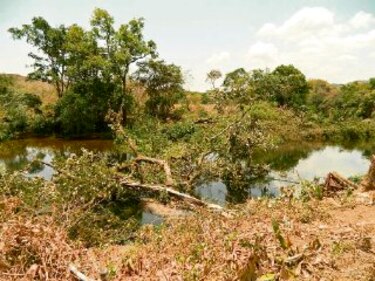 Hidroeléctrica talará 300 hectáreas de bosques de galería