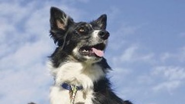 Cariño por los perros es antiguo