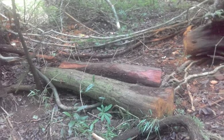 Detenciones por tala ilegal en el Parque Nacional Camino de Cruces