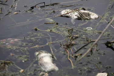 Autoridades descartan H7N9 como causa muerte de cerdos y perros en China