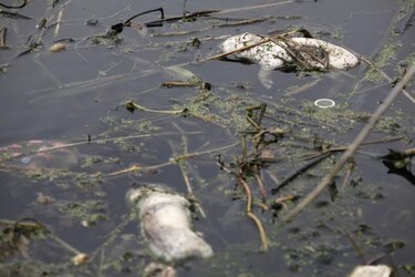 Autoridades descartan H7N9 como causa muerte de cerdos y perros en China