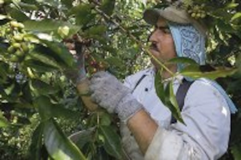 Las seis plagas de la agricultura