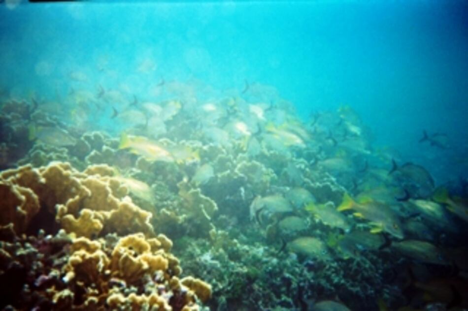 Arrecifes coralinos del Caribe panameño pueden recuperarse