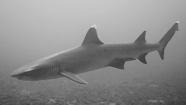 Biólogo panameño estudia la 'retardación' del parto en un tiburón bambú hembra