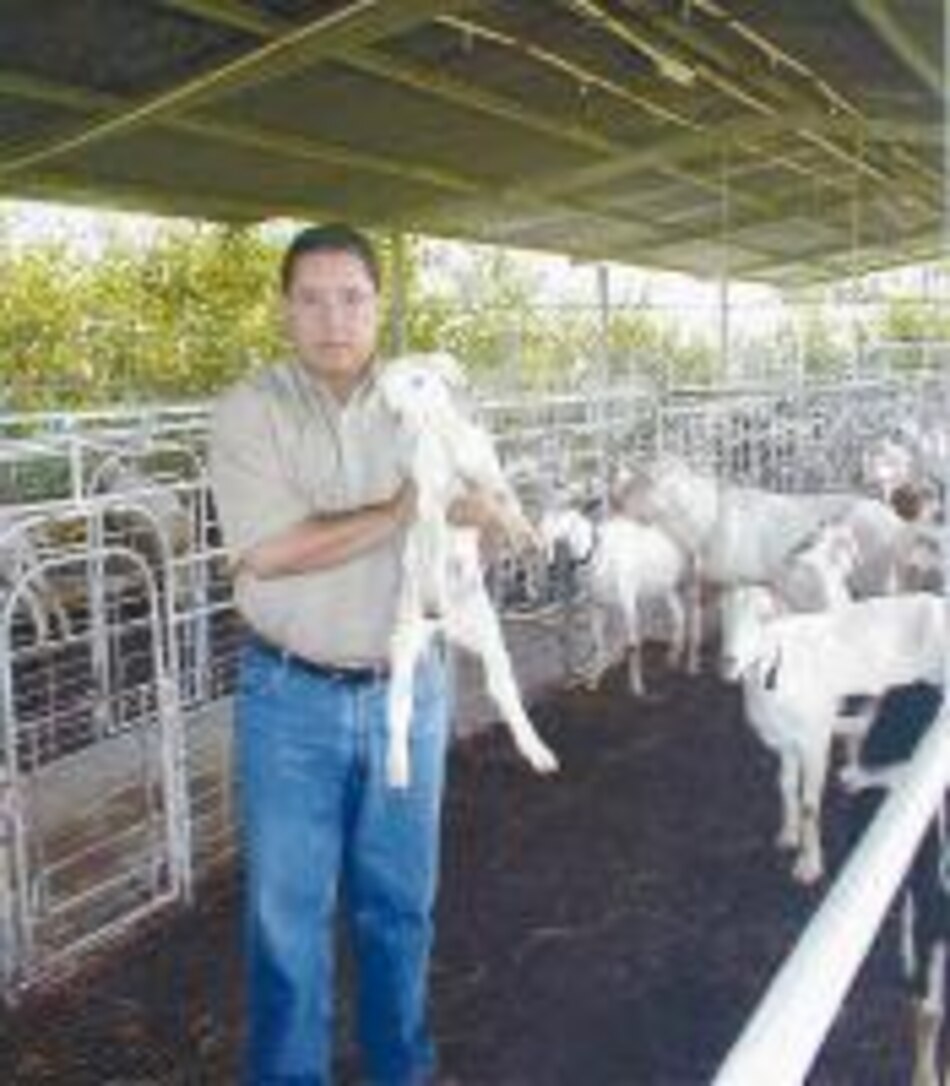 Fabricando queso de cabra