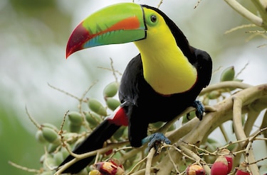 En lo profundo de la naturaleza panameña