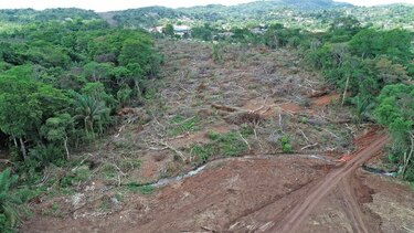 Obras viales arrasan con árboles