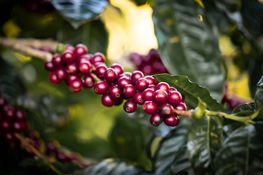 El camino que abrió el café geisha a Panamá