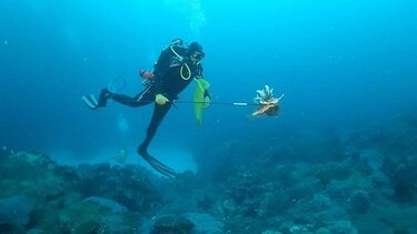 Biólogo panameño estudia la 'retardación' del parto en un tiburón bambú hembra