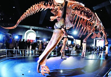 Nombran nueva especie de dinosaurio