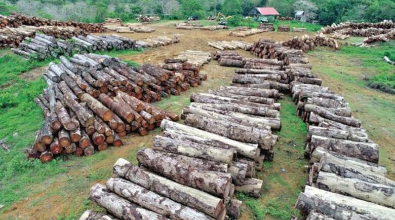 Tala se toma área protegida en Darién