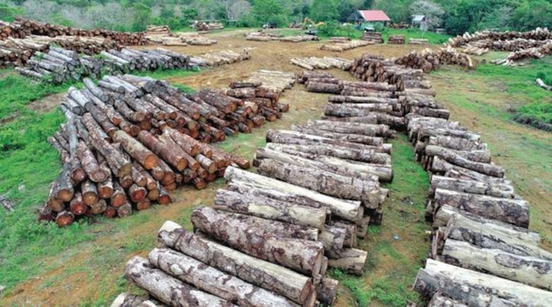 Tala se toma área protegida en Darién