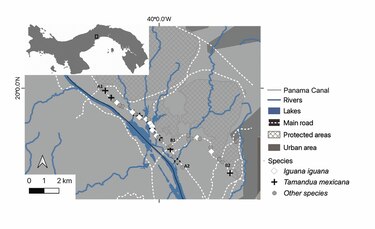 ¿Cómo las carreteras afectan a la vida silvestre?