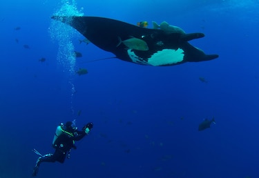 ‘Me perdonó la vida’: el relato del mexicano que sobrevivió a la mordida de un tiburón en la cabeza