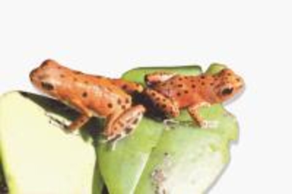 La desaparición de las ranas doradas