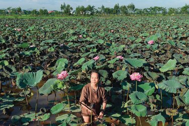 La seda de loto: Un tejido ecológico raro y codiciado