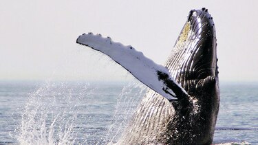 Ruido de barcos altera los hábitos de las ballenas