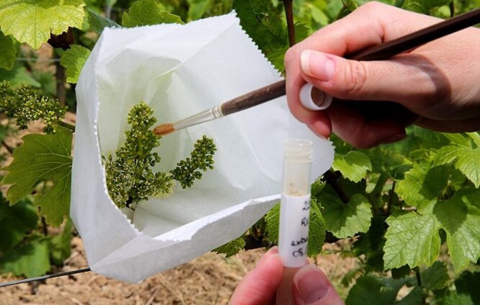 El champán se prepara para sobrevivir al cambio climático