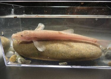 Buceador aficionado descubre el primer pez cavernícola de Europa