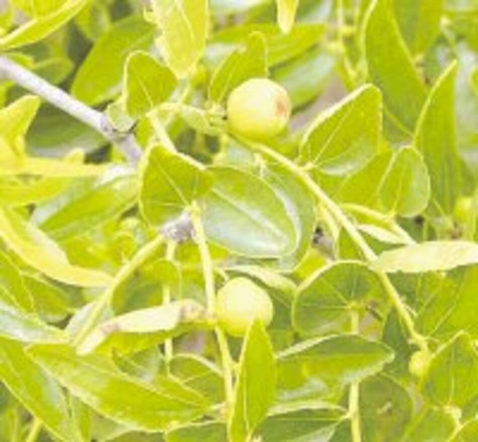 Cosas sobre el dátil chino